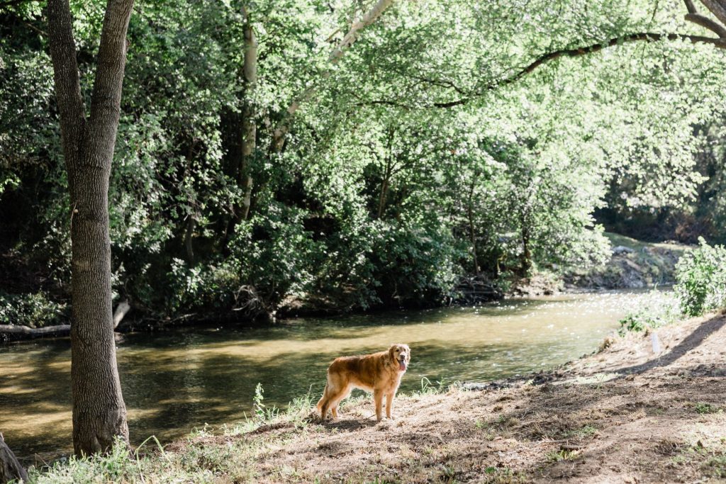 Dog standing by Brushy Creek at Redbud Ranch RV Resort in Hutto, Texas